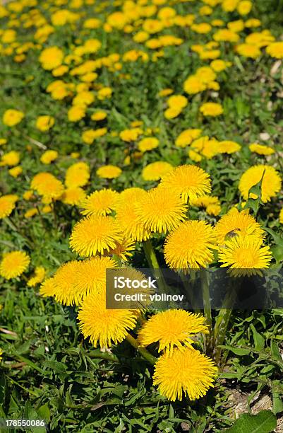 Flowering Dandelions Stock Photo - Download Image Now - April, Blossom, Dandelion