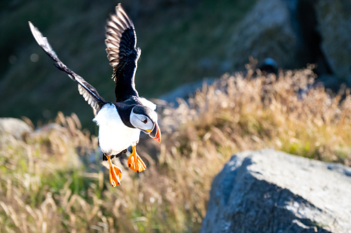 Puffin flying in for landing on cliffs after spending the day at sea