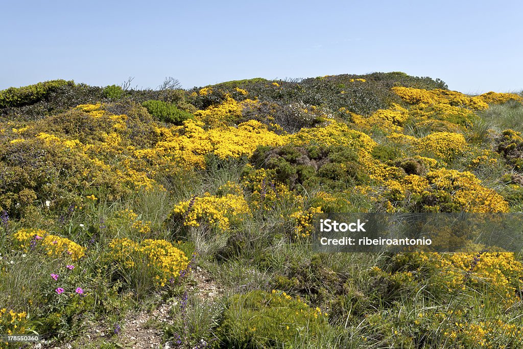 Cape Espichel MASSA coperchio, Portogallo - Foto stock royalty-free di Aiuola