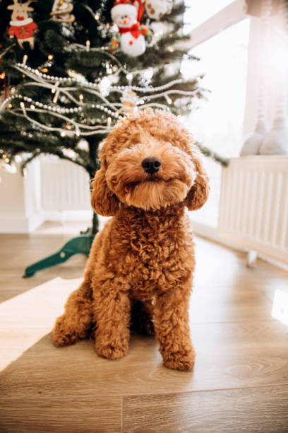 A small red poodle sits on the floor near the Christmas tree at home stock photo