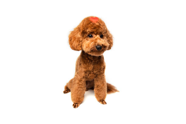 istock A small beautiful red poodle sits with a red heart on the head on a white isolated background. Background for Valentine's day 1785503764