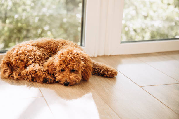 istock A small ginger poodle lying on the floor near the big window 1785503783