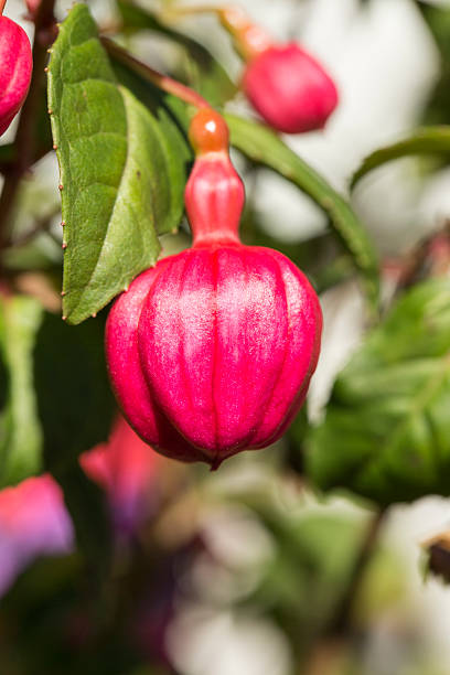 Fuschia Bud stock photo