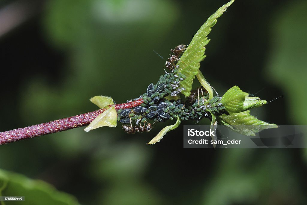 Fourmis et aphids - Photo de Agriculture libre de droits