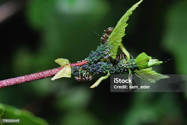 Photo libre de droit de Fourmis Et Aphids banque d'images et plus d'images libres de droit de Agriculture - Agriculture, Animaux nuisibles, De petite taille