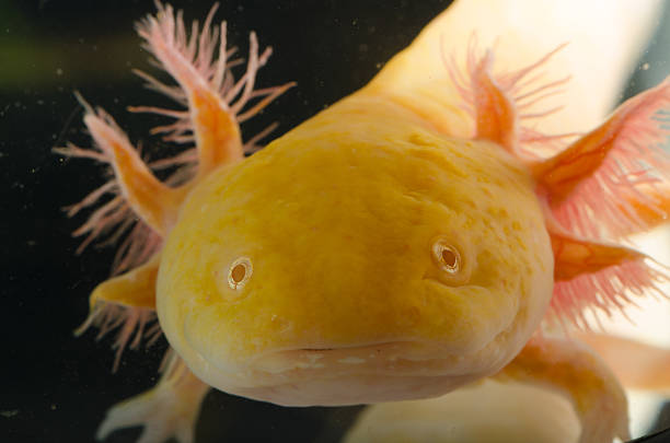 tritón axoloto salamandra gigante americana amarilla - albefaction fotografías e imágenes de stock