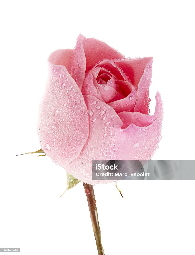 Rosa rose (Clipping path) - Lizenzfrei Rosa Stock-Foto