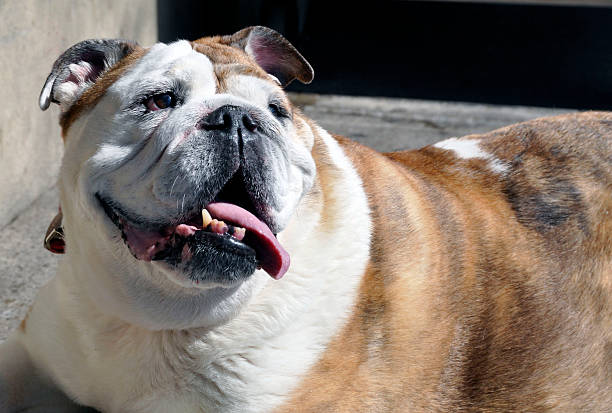 istock English Bulldog 178550797
