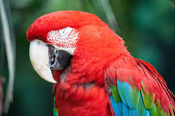 Photo of Sleeping Macaw