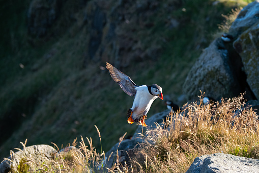 Puffin drying off its wings after long day out at sea on the cliffs on Runde Islands Norway