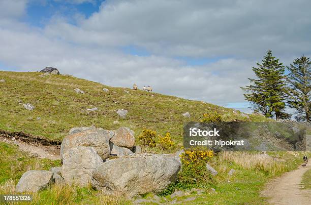 아일랜드 풍경 0명에 대한 스톡 사진 및 기타 이미지 - 0명, 돌-바위, 동물