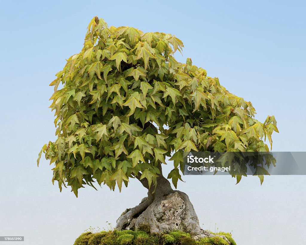 Trident Maple bonsai tree Trident Maple (Acer buergerianum) bonsai tree against blue background Bonsai Tree Stock Photo