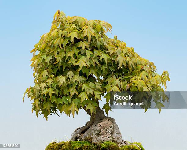 Trident Maple Bonsai Tree Stock Photo - Download Image Now - Bonsai Tree, Maple Tree, Trident - Spear