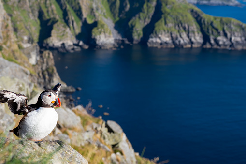 Cute puffin on the cliffs of Runde Island Norway after a day out at sea during summertime