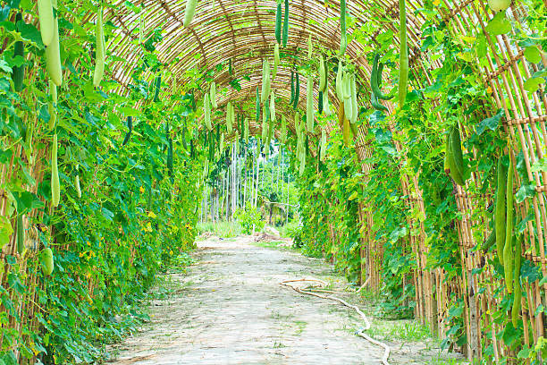 esponja vegetal jardim - cucurbitales - fotografias e filmes do acervo