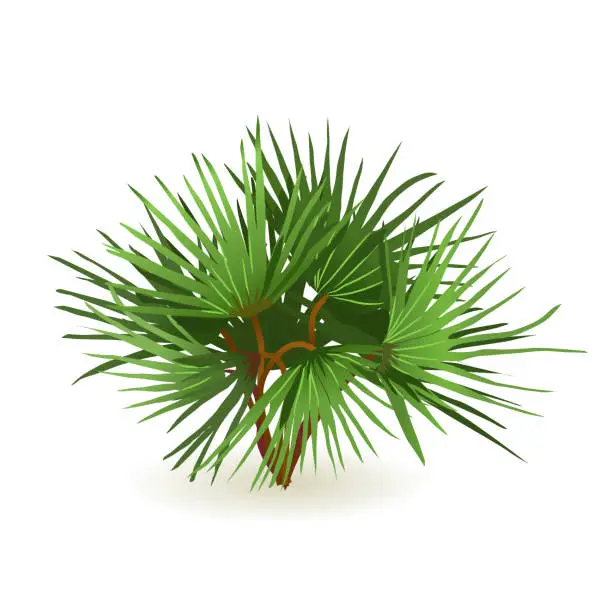 Vector illustration of Small palm tree isolated on white background for home interior design in isometric view. Vector illustration