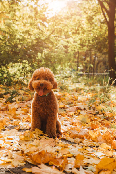 istock A small red poodle sits on the leaves in an autumn park. Setting sun. Autumn leaf fall 1785519144