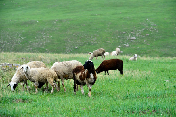 Flock of sheep in pasture and blue sky ,group of sheep eating grass in grassland farm, landscape of grass field