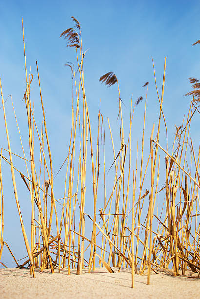 reed in the wind stock photo