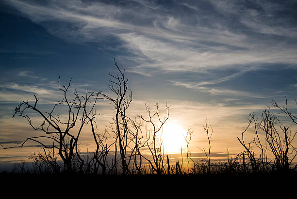 istock Stark bush silhouette against stunning sunset sky 178552167