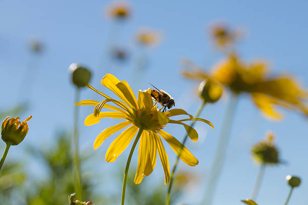 Daisys and bee stock photo