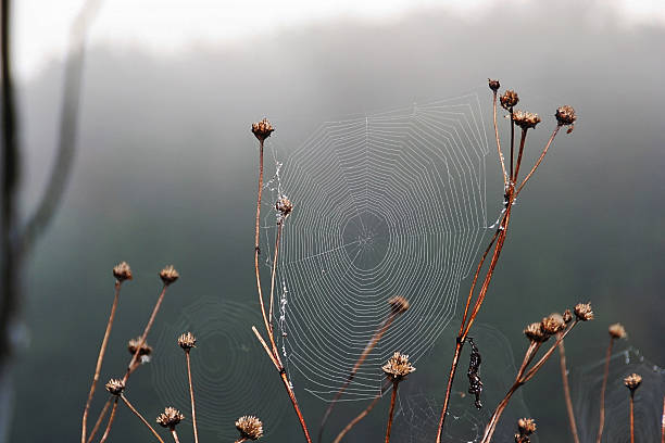 istock Spider webs on a damp foggy morning 178552674
