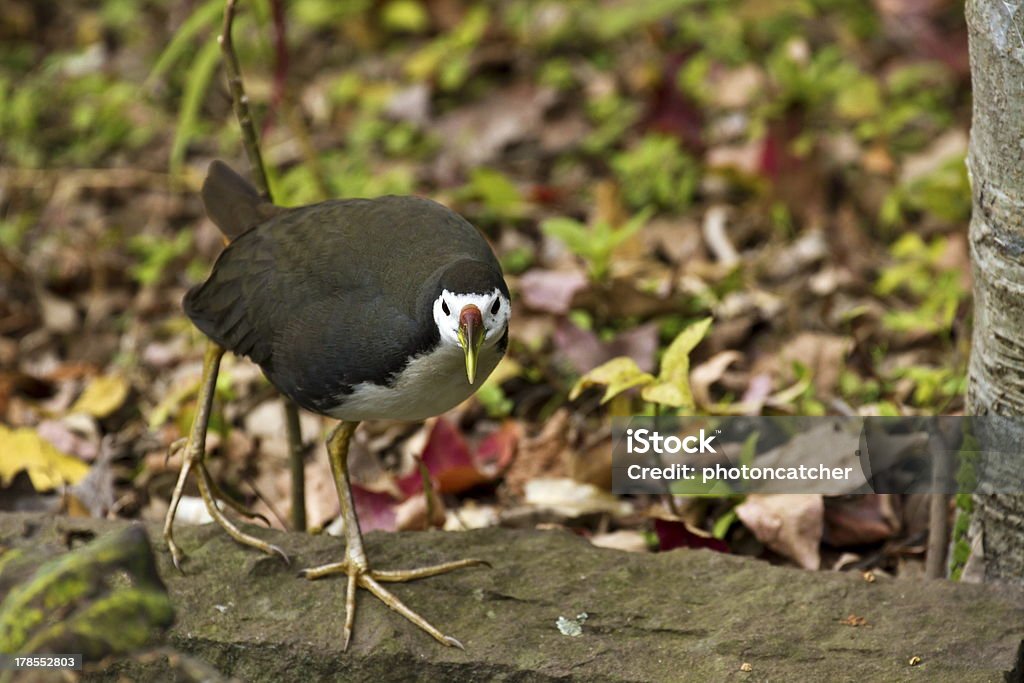 Blanc poulet Waterhen, Amaurornis phoenicurus - Photo de Animal vertébré libre de droits