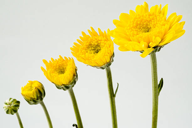 成長の花（黄菊) - image sequence ストックフォトと画像