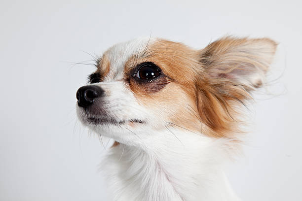 istock Longhaired miniature chihuahua closeup isolated on white 178552933