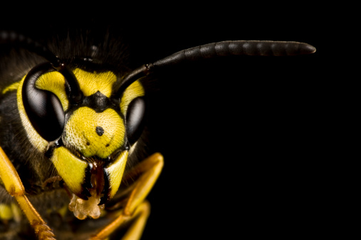 head of wasp in extreme close up with black background