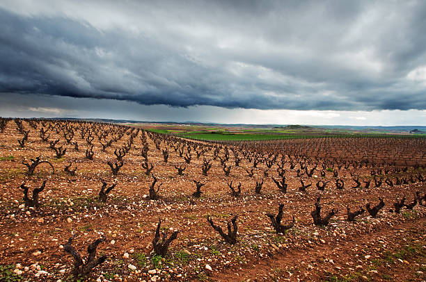 istock Vineyards in La Rioja, Spain 178552992