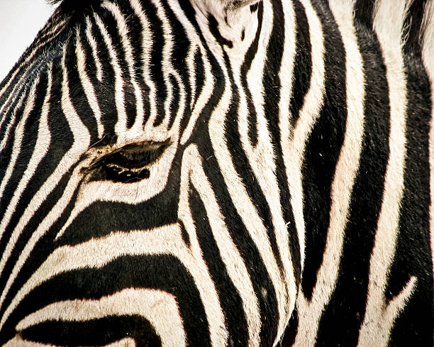 istock Close up of a zebra head 178553038