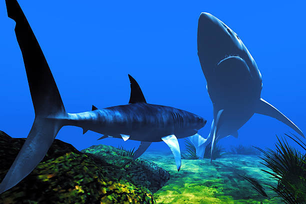istock Two sharks in the Caribbean waters 178553165