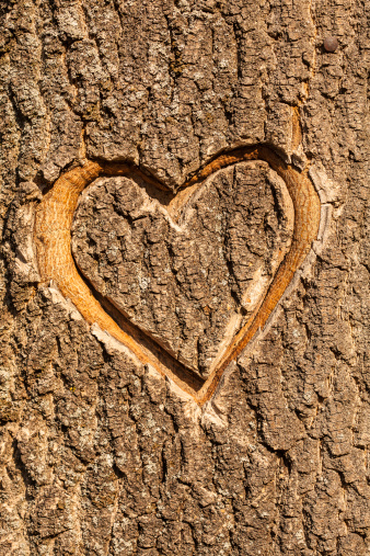 Heart carved in the bark of a tree. Space for text.