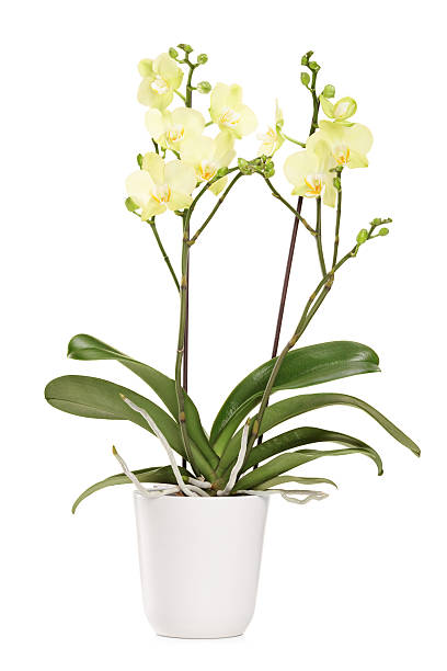 istock Yellow orchid in a white pot with many flowers 178553200