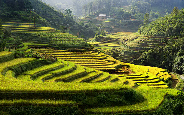 istock Rice Terraces in Mu Cang Chai in Vietnam 178553276