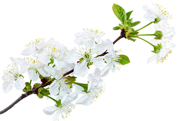 istock Branch of sprig with blossoms. Isolated on white background. 178553463