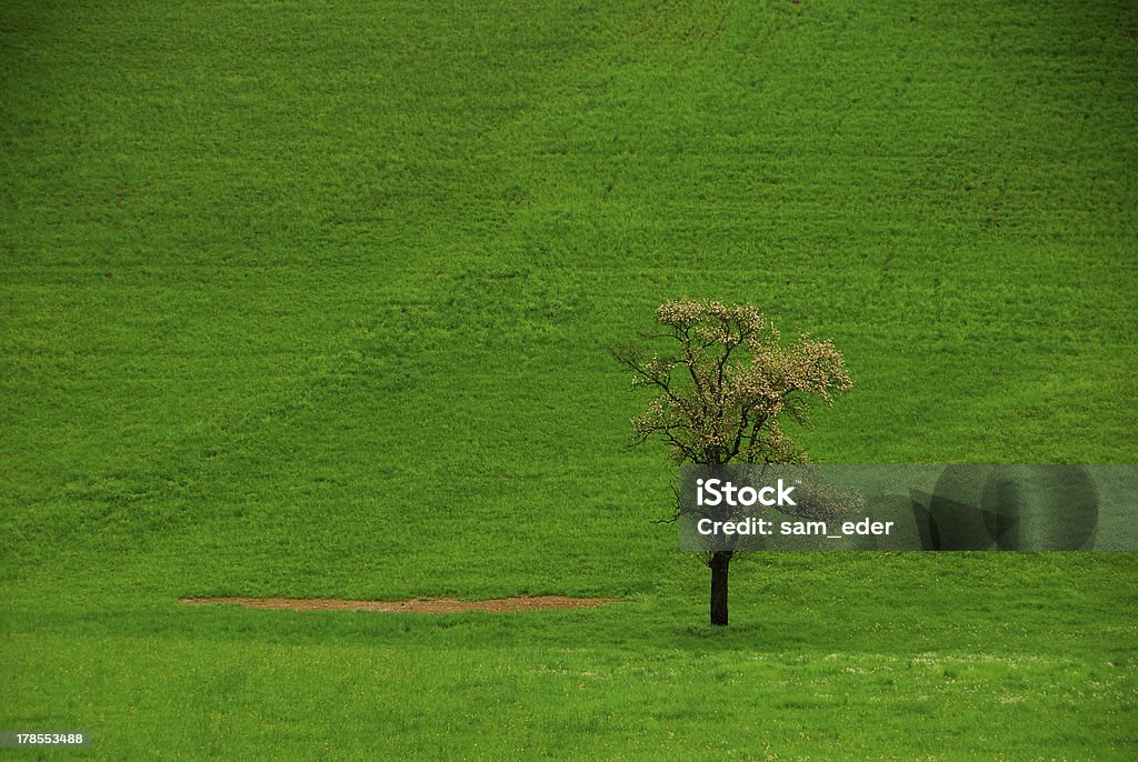 Arbre sur un green meadow - Photo de Arbre libre de droits