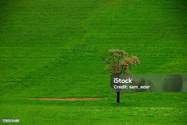 Photo libre de droit de Arbre Sur Un Green Meadow banque d'images et plus d'images libres de droit de Arbre - Arbre, Autriche, Cercle
