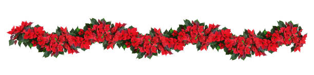 fiori rossi della stella di natale in una ghirlanda floreale isolata - photography christmas star winter foto e immagini stock