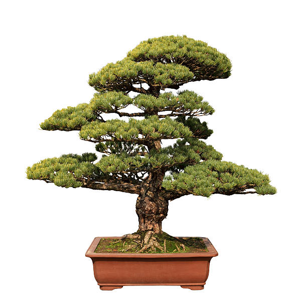 istock green bonsai tree of pine 178553661