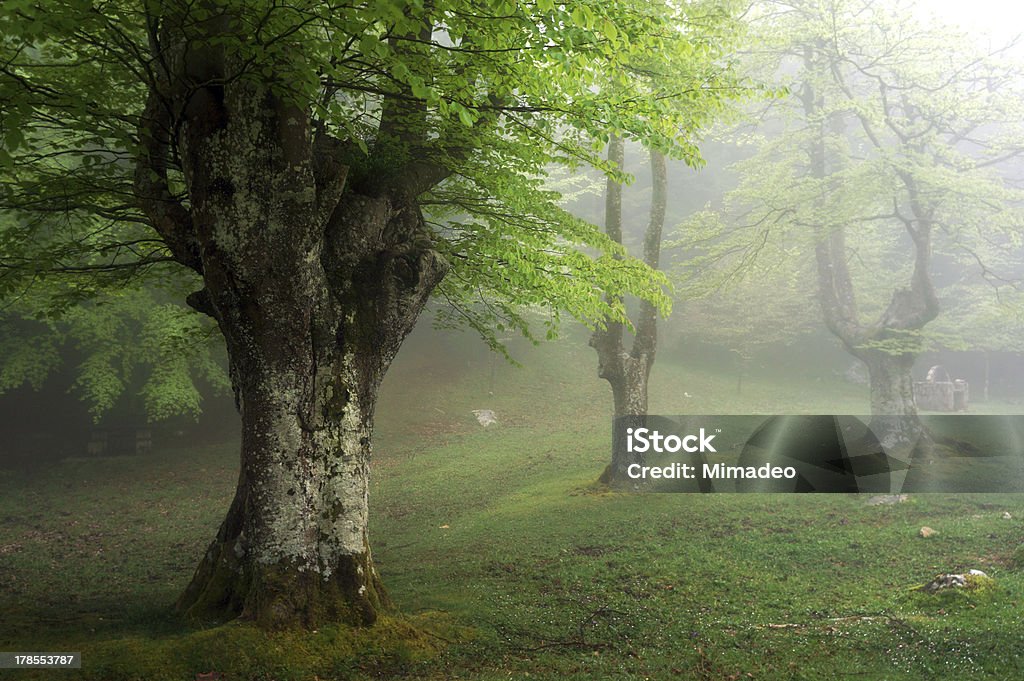 Foresta di faggi in primavera con Nebbia - Foto stock royalty-free di Ambientazione esterna