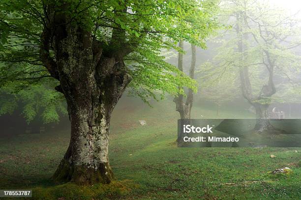 Foresta Di Faggi In Primavera Con Nebbia - Fotografie stock e altre immagini di Ambientazione esterna - Ambientazione esterna, Bagnato, Cespuglio