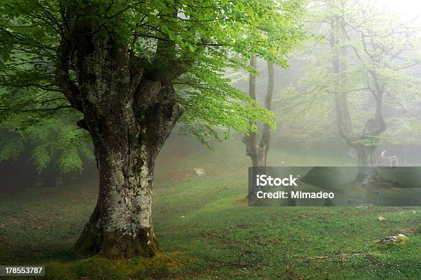 Faia Floresta De Primavera Com Nevoeiro - Fotografias de stock e mais imagens de Ao Ar Livre - Ao Ar Livre, Arbusto, Faia