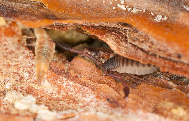 istock Book scorpion with prey, extreme close-up 178553903