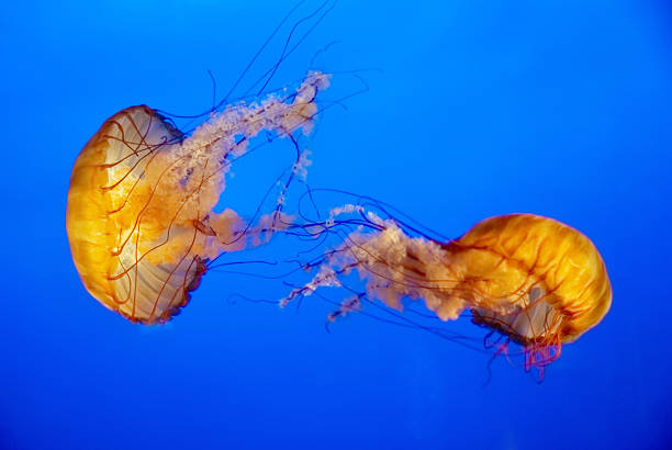 istock Orange jellyfish in an aquarium 178554016