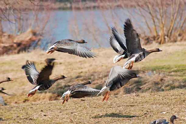 Group of geese taking off from a river bank for a flight