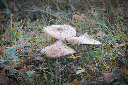 Parasol mushrooms near the Strabrechtse Heide, a natural heathland in Heeze-Leende, Geldrop, Mierlo and Someren, this particular forest is located in Heeze (near Eindhoven), Brabant and called the Herbertusbossen.