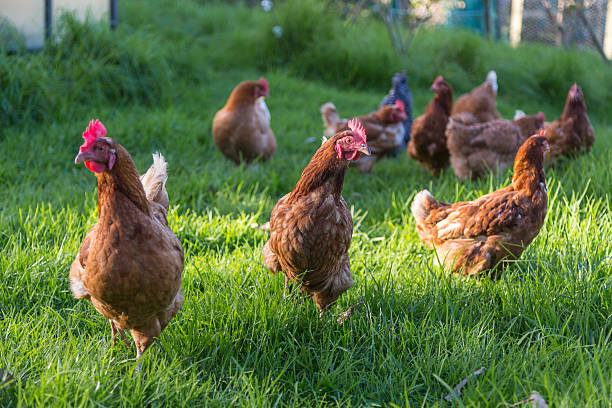 istock Chickens waiting to be fed 178554560
