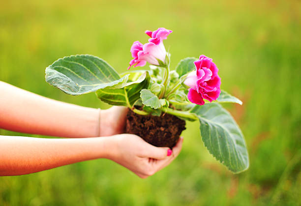 Flower in woman hands stock photo